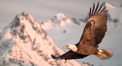 Adler in der Luft