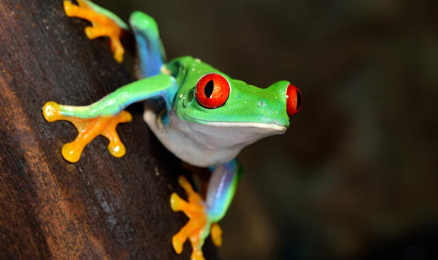 Mimikresonanz®-Basic-Training