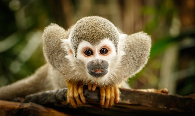 Mimikresonanz®-Expert-Training