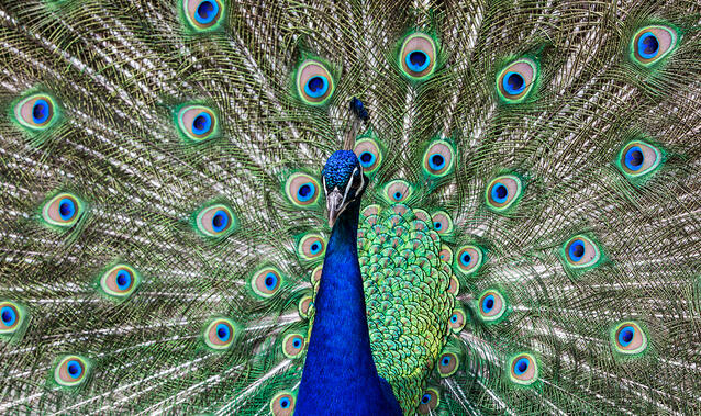 Mimikresonanz®-Impact-Training