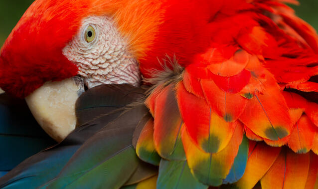 Mimikresonanz®-Basic-Training