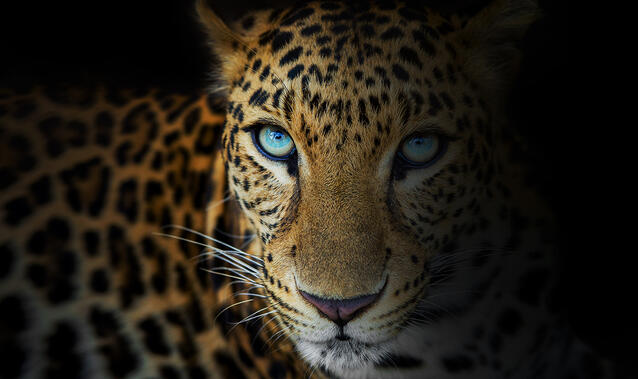 Mimikresonanz®-Perception -Training