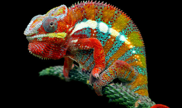 Mimikresonanz®-Profiler-Training