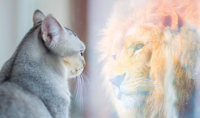 Mimikresonanz® Master